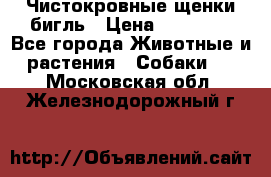 Чистокровные щенки бигль › Цена ­ 15 000 - Все города Животные и растения » Собаки   . Московская обл.,Железнодорожный г.